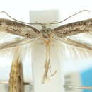 Image of <i>Elachista magidina</i>