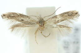 Image of <i>Elachista etorella</i>