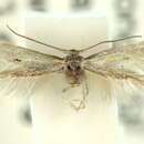Image of Elachista cycotis Meyrick 1897