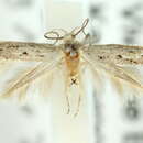 Image of <i>Elachista nodosae</i>