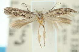 Image of <i>Elachista nodosae</i>