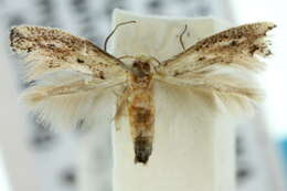 Image of Elachista ruscella