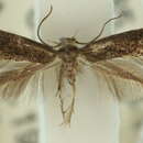 Image of <i>Elachista mutarata</i>