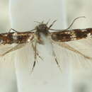 Image of <i>Elachista micalis</i>
