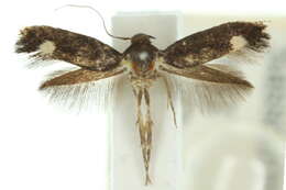 Image of <i>Elachista menura</i>