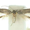 Image of <i>Elachista chilotera</i>