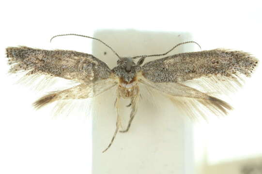 Image of <i>Elachista chilotera</i>