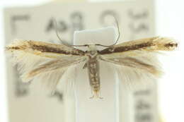 Image of <i>Elachista flammula</i>