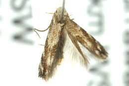 Image of <i>Elachista ignicolor</i>