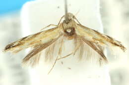 Image of <i>Elachista ignicolor</i>