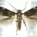 Image of <i>Elachista commoncommelinae</i>