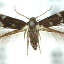 Image of <i>Elachista nielsencommelinae</i>
