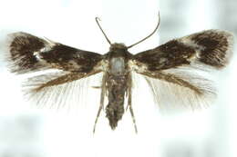 Image of <i>Elachista nielsencommelinae</i>