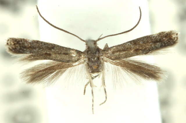 Image of <i>Elachista levipes</i>