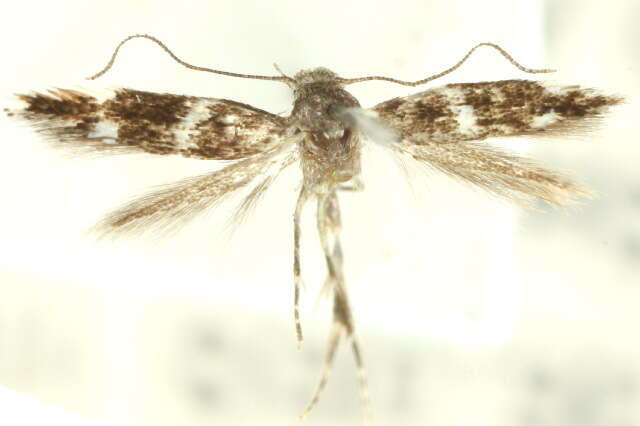 Image of <i>Elachista levipes</i>