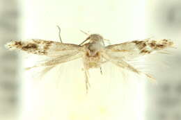 Image of <i>Elachista diligens</i>