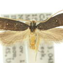 Plancia ëd Lecithocera eumenopis Meyrick 1914