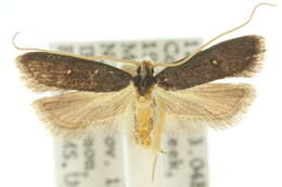 Plancia ëd Lecithocera eumenopis Meyrick 1914