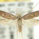 Lecithocera isophanes Turner 1919 resmi