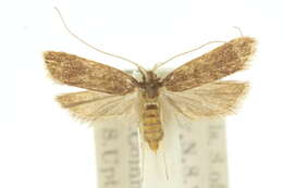 Plancia ëd Lecithocera alampes Turner 1919