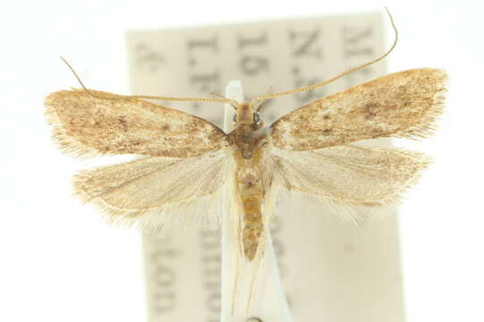 Image of Lecithocera alampes Turner 1919