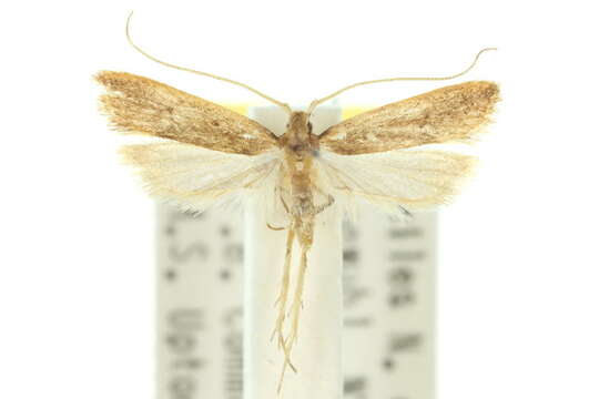 Plancia ëd Lecithocera chamela Turner 1919