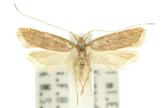 Image of <i>Lecithocera terrena</i>