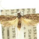 Image of Sarisophora nyctiphylax Turner 1919