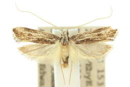 Image of Sarisophora leucoscia Turner 1919