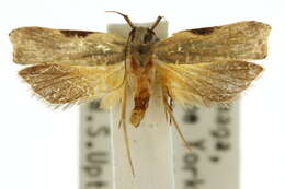 Image of <i>Atasthalistis ochreoviridella</i>