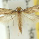 Image of Tinea murariella Staudinger 1859