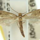 Image of Buff Clothes Moth