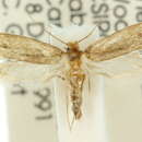 Image of Eaves Clothes Moth