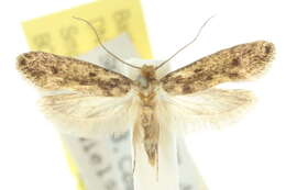 Image of Brown-dotted Clothes Moth