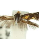 Image of <i>Hippiochaetes chrysaspis</i> Meyrick 1880