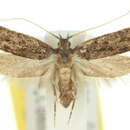 Image of Sarisophora brachymita Turner 1919