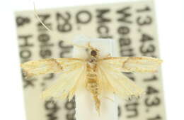 Plancia ëd Crocanthes thiomorpha Turner 1933