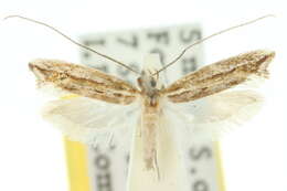 Image of Amphithera heteromorpha Meyrick 1893