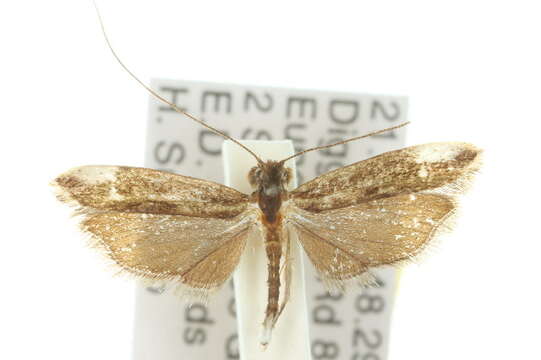 Image of Amphithera heteroleuca Turner 1900