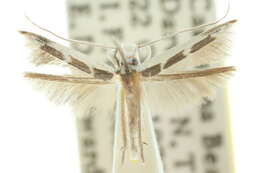 Image of Vanicela xenadelpha Meyrick 1889