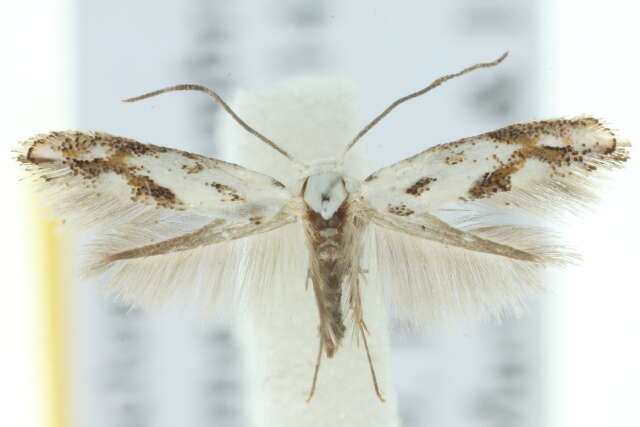 Image of ribbed cocoon-maker moths