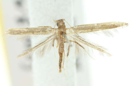 Image of Caloptilia