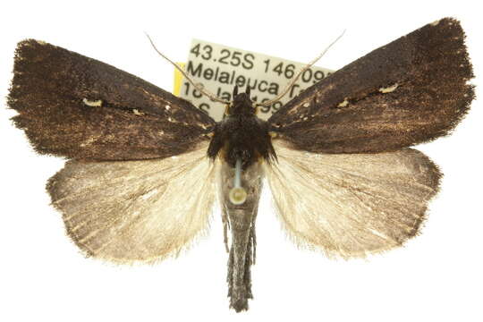 Image of Egone bipunctalis Walker 1863