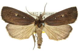 Image of Egone bipunctalis Walker 1863