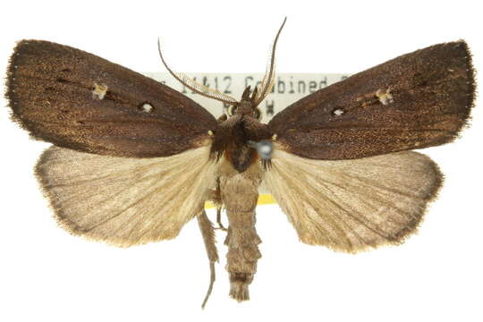 Image of Egone bipunctalis Walker 1863