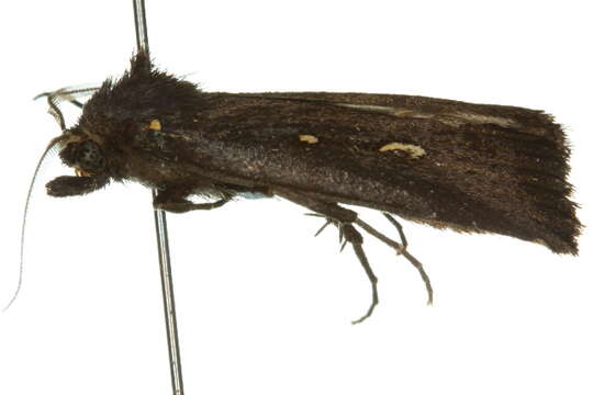 Image of Egone bipunctalis Walker 1863