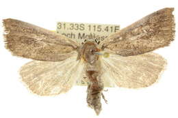 Image of Egone atrisquamata Hampson 1926