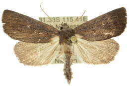 Image of Egone atrisquamata Hampson 1926