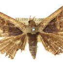 Leptotroga costalis Moore 1883 resmi