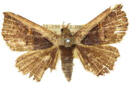 صورة Leptotroga costalis Moore 1883